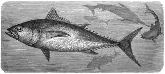 Image result for Thunnus atlanticus