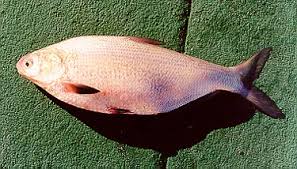 Image result for Dorosoma cepedianum