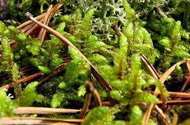 Attēlu rezultāti vaicājumam “Pleurozium schreberi sporophyte”