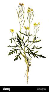 Attēlu rezultāti vaicājumam “Diplotaxis muralis”