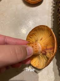 Attēlu rezultāti vaicājumam “Lactarius deterrimus”