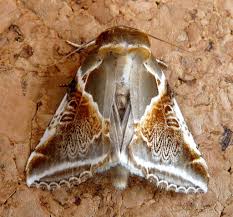 Attēlu rezultāti vaicājumam “Habrosyne pyritoides”