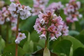 Image result for Bergenie