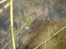 Attēlu rezultāti vaicājumam “Nepa cinerea imago”