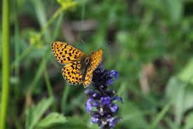 Attēlu rezultāti vaicājumam “Boloria eunomia underside”