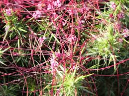 Attēlu rezultāti vaicājumam “Cuscuta europaea fruit”