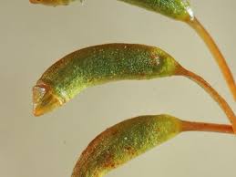 Attēlu rezultāti vaicājumam “Herzogiella seligeri”