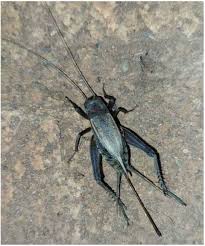 Attēlu rezultāti vaicājumam “Gryllus domesticus”