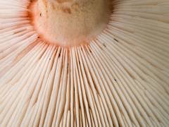 Attēlu rezultāti vaicājumam “Elmerina caryae”