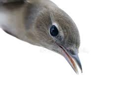 Image result for Hippolais caligata