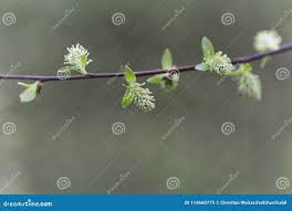 Attēlu rezultāti vaicājumam “Salix myrsinifolia female flower”