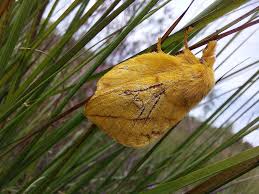 Attēlu rezultāti vaicājumam “Euthrix potatoria imago”