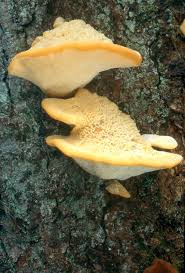 Attēlu rezultāti vaicājumam “Climacocystis borealis”