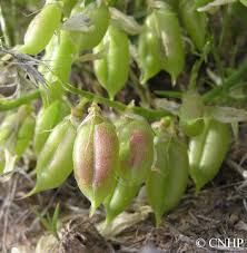 Attēlu rezultāti vaicājumam “Astragalus danicus fruit”
