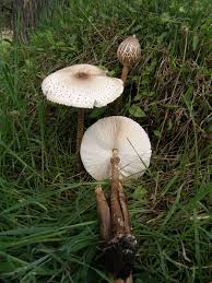 Attēlu rezultāti vaicājumam “Macrolepiota”