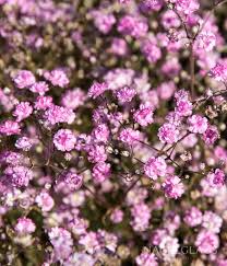 Attēlu rezultāti vaicājumam “Gypsophila fastigiata flower”