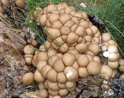 Attēlu rezultāti vaicājumam “Campylopus pyriformis sporophyte”