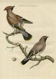 Attēlu rezultāti vaicājumam “Bombycilla garrulus adult”