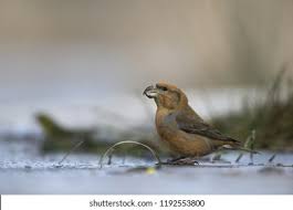 Attēlu rezultāti vaicājumam “Loxia pytyopsittacus male”