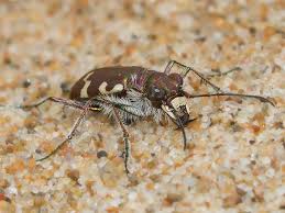 Attēlu rezultāti vaicājumam “Cicindela maritima”
