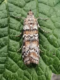 Attēlu rezultāti vaicājumam “Dioryctria abietella”