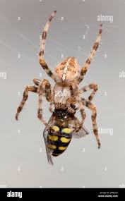 Attēlu rezultāti vaicājumam “Araneus diadematus female”