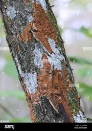 Attēlu rezultāti vaicājumam “Phellinus ferruginosus”