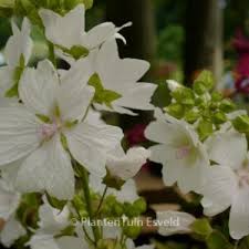 Attēlu rezultāti vaicājumam “Malva moschata alba leaf”