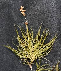 Attēlu rezultāti vaicājumam “Stuckenia pectinata”