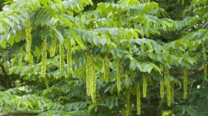 Attēlu rezultāti vaicājumam “Pterocarya fraxinifolia leaf”