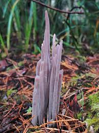 Attēlu rezultāti vaicājumam “Nectriopsis violacea”