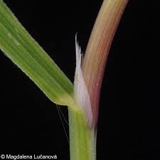 Attēlu rezultāti vaicājumam “Agrostis canina”