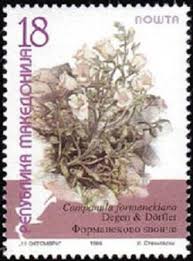 Image result for Campanula formanekiana