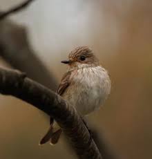 Attēlu rezultāti vaicājumam “Muscicapa striata”