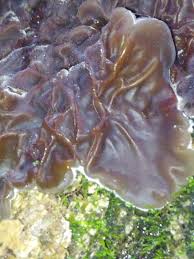 Attēlu rezultāti vaicājumam “Auricularia mesenterica”