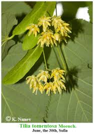 Attēlu rezultāti vaicājumam “Tilia tomentosa flower”