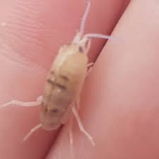 Attēlu rezultāti vaicājumam “Talitrus saltator”