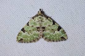 Attēlu rezultāti vaicājumam “Colostygia pectinataria”