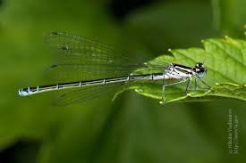 Attēlu rezultāti vaicājumam “Coenagrion puella”