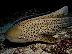 Image result for Stegostoma tigrinum