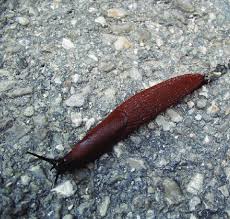 Attēlu rezultāti vaicājumam “Arion lusitanicus”