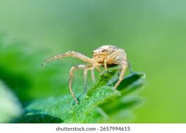 Attēlu rezultāti vaicājumam “Xysticus ulmi adult”