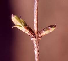 Attēlu rezultāti vaicājumam “Lonicera tatarica bud”