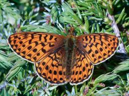 Attēlu rezultāti vaicājumam “Clossiana euphrosyne upperside”