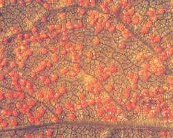 Attēlu rezultāti vaicājumam “Coleosporium sp.”