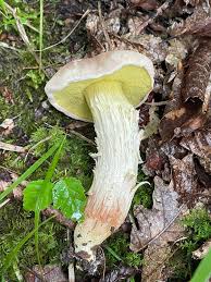 Attēlu rezultāti vaicājumam “Xerocomus subtomentosus”