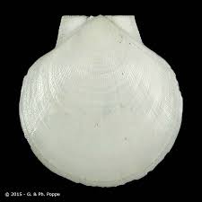 Image result for Placopecten magellanicus