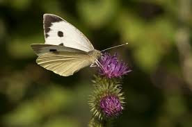 Attēlu rezultāti vaicājumam “Pieris brassicae”