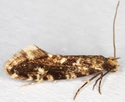 Attēlu rezultāti vaicājumam “Nemapogon cloacella”