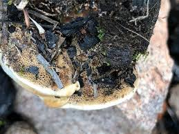 Attēlu rezultāti vaicājumam “Onnia triquetra”